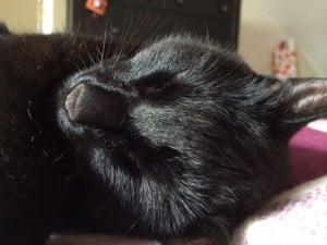 cat sleeping on furniture