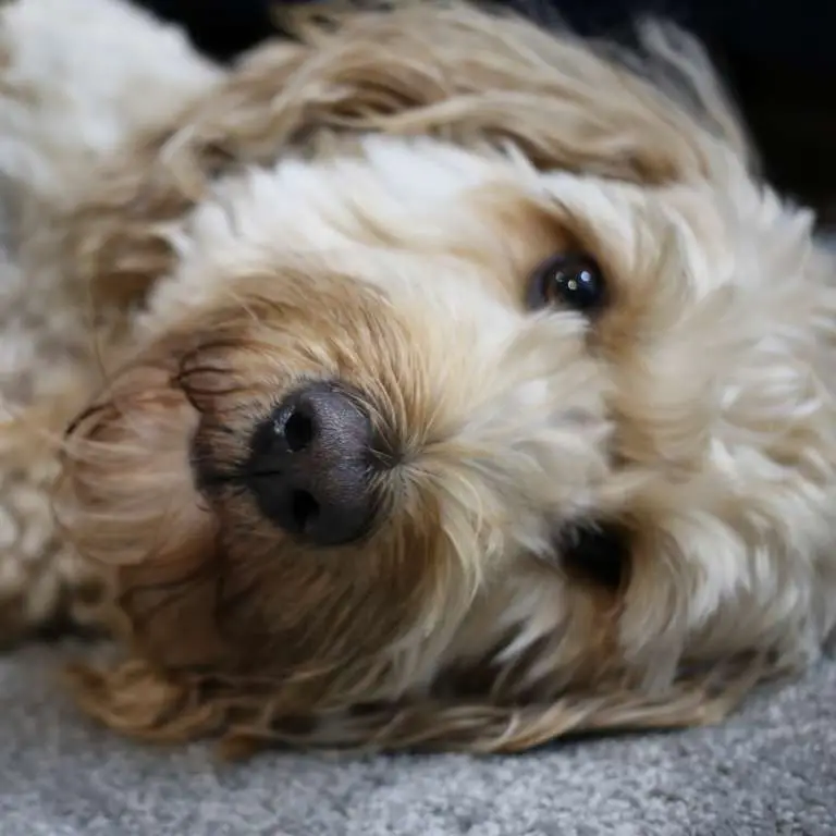 Dog laying on carpet