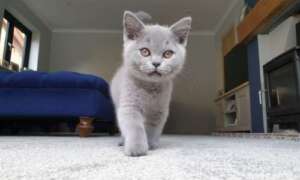 Pet safe carpet cleaning