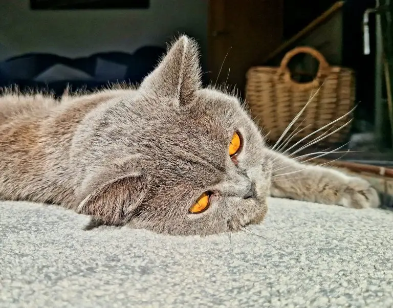 Pet safe carpet cleaning